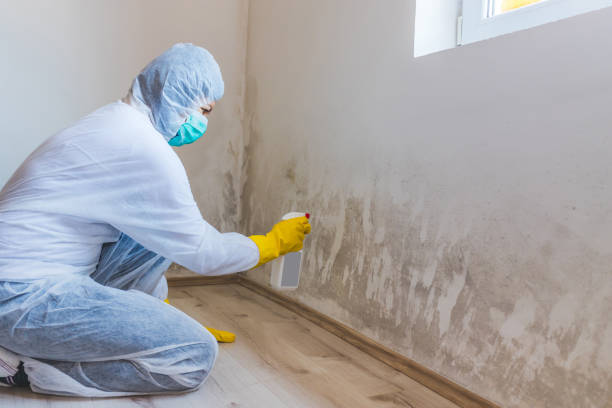 Black mold inspection in Syosset