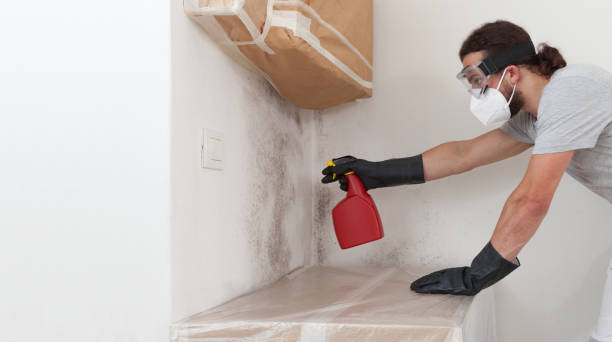 Basement Mold Remediation treatment on basement walls in Syosset